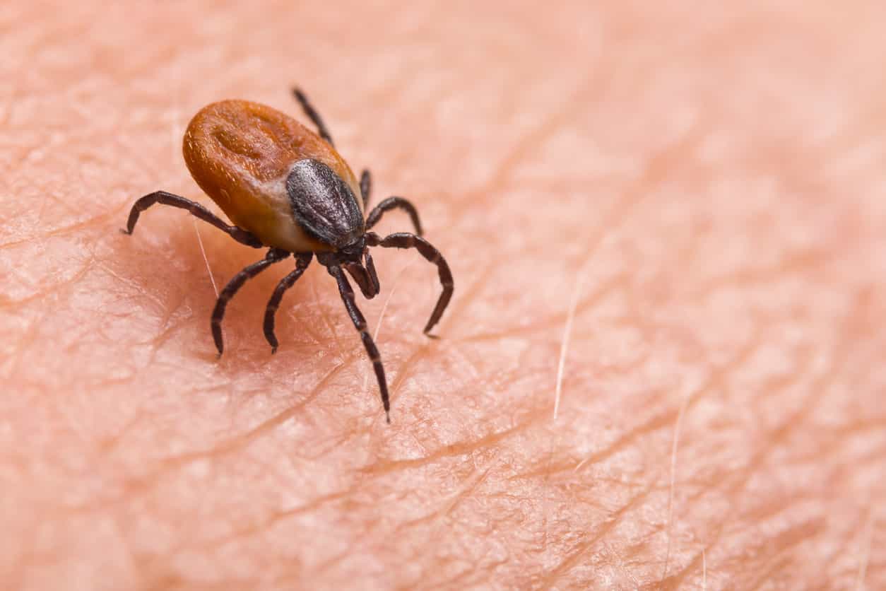Prévention de la maladie de Lyme en milieu de travail