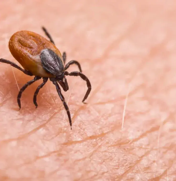 Prévention de la maladie de Lyme en milieu de travail